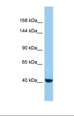 KANK4 Antibody (C-Terminus)