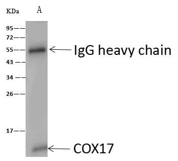 COX17 Antibody (Preservative Free)