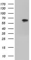 IGF2BP2 Antibody (clone OTI3F9)