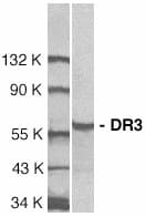 IHC-plus™ TNFRSF25 / DR3 Antibody
