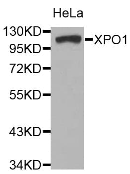 Polyclonal Rabbit anti-Human XPO1 / CRM1 Antibody (WB)