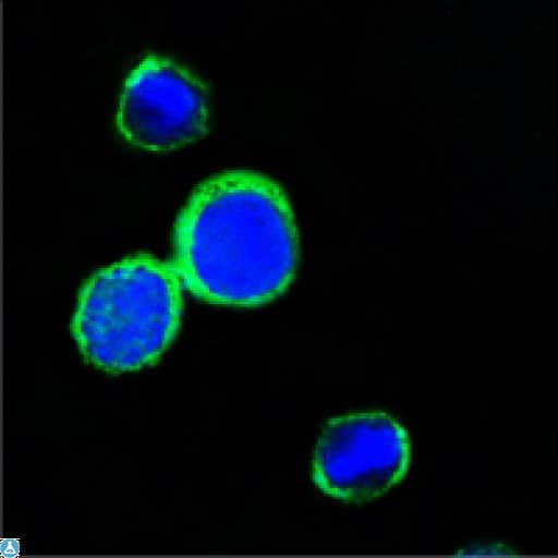 Monoclonal Mouse anti-Human REG1A Antibody (IHC, IF)