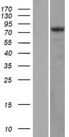 HIF1A / HIF1 Alpha Protein (Over-Expression Lysate Myc-DDK (Flag))