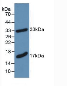 MBP / Myelin Basic Protein Antibody (aa18-222)