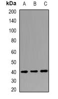 LSM11 Antibody