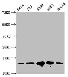HIST1H2BN Antibody