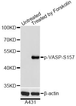 VASP Antibody (phospho-Ser157)