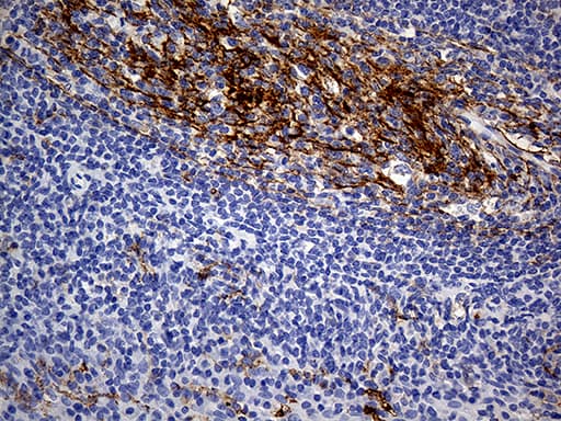 Monoclonal Mouse anti-Human CD14 Antibody (clone OTI6D7, Carrier-free, aa20-87, IHC, WB)