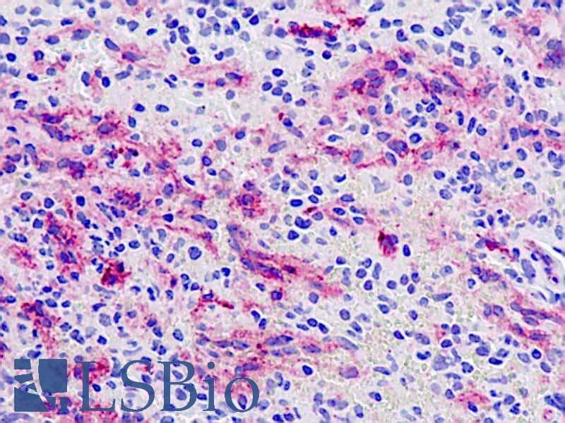 IHC-plus™ NOS1 / nNOS Antibody (aa818-867)