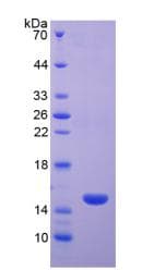 Rhesus monkey CD40L Protein (Recombinant His, N-Terminal)