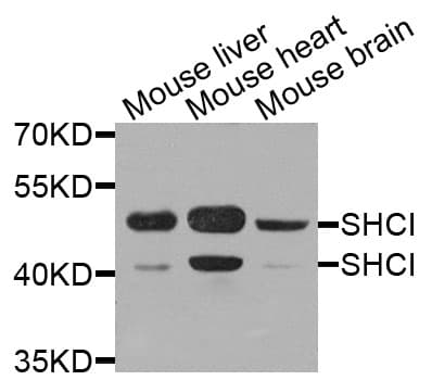 p66 / SHC Antibody
