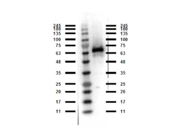 ABI1 / SSH3BP1 Antibody (C-Terminus)