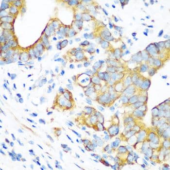 MT-CO2 Antibody