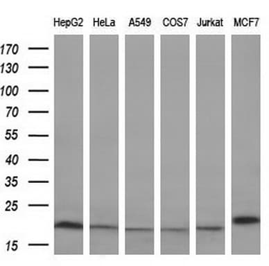 PPIF / Cyclophilin F Antibody (clone OTI1G8)