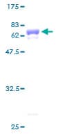 Human SH3GLB1 / Bif / Endophilin B1 Protein (Recombinant GST)
