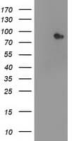 STAT4 Antibody (clone OTI3B6)