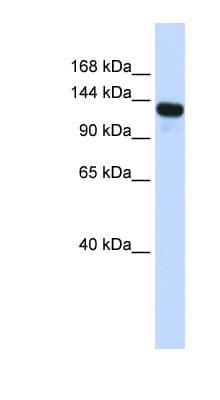 RENT1 / UPF1 Antibody (aa1008-1057)