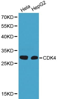 CDK4 Antibody