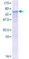 Human ERGIC3 Protein (Recombinant GST)