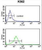 Polyclonal Rabbit anti-Human PRAME Antibody (aa476-502, IHC, WB)