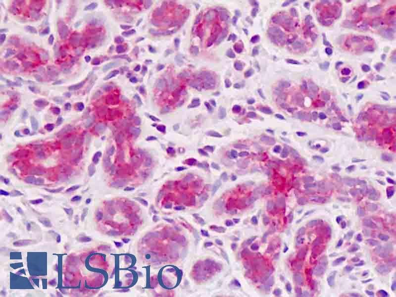 IHC-plus™ SCAP Antibody (aa604-632)
