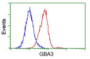 GBA3 / CBG Antibody (clone OTI5G3)