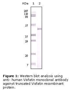 NAMPT / Visfatin Antibody (clone 4E11C9)