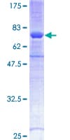 Human SKAP2 / SCAP2 Protein (Recombinant GST)