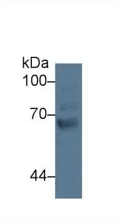 GRK4 Antibody (aa187-449, Cy3)