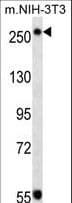 IHC-plus™ Monoclonal Mouse anti-Mouse Tuberin / TSC2 Antibody (clone 249CT19.1.3, IHC, IF, WB)