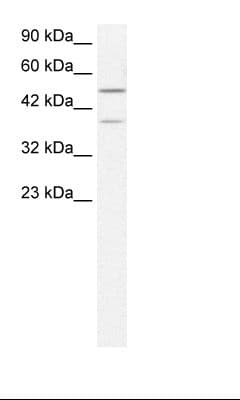 USP3 / UBP Antibody (aa50-99)