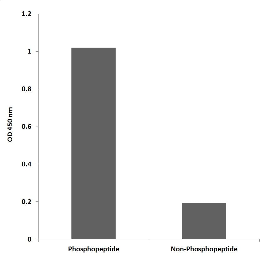 BCAR1 / p130Cas Antibody (phospho-Tyr128)