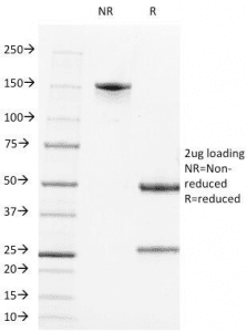 Monoclonal Mouse anti-Human CD2 Antibody (clone LFA2/600, Azide-free,BSA-free, IF)