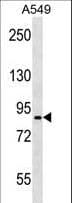Polyclonal Rabbit anti-Human PANX2 / Pannexin 2 Antibody (aa647-677, WB)