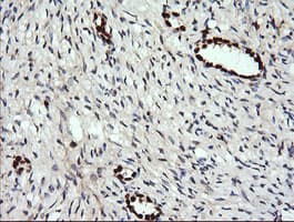 ERG Antibody (clone OTI4G10, Carrier-free)