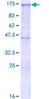 Human ARHGAP12 Protein (Recombinant GST)