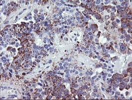 NRIP3 Antibody (clone OTI1A9)