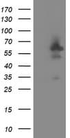 DOK7 Antibody (clone OTI1F7)