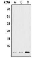 HSPE1 / HSP10 / Chaperonin 10 Antibody (Internal)