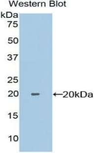 PPIF / Cyclophilin F Antibody (aa44-192)