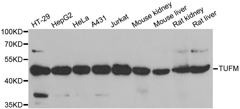 EFTU / TUFM Antibody
