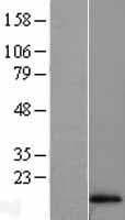 HBA1 Protein (Over-Expression Lysate Myc-DDK (Flag))