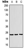 TSN / Translin Antibody (Internal)