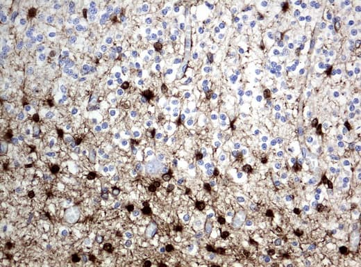 Monoclonal Mouse anti-Human ALDH1L1 Antibody (clone UMAB44, IHC, IF, WB)