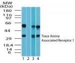 TAAR1 / TA1 Antibody (aa200-230)