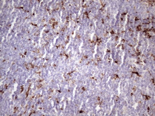 Monoclonal Mouse anti-Human NR2C2 / TAK1 Antibody (clone OTI1E1, aa1-241, IHC, WB)