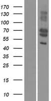 MFAP3L / NYD-Sp9 Protein (Over-Expression Lysate Myc-DDK (Flag))