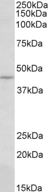 IHC-plus™ Polyclonal Goat anti-Human CREB3 / LZIP Antibody (aa76-87, IHC, WB)
