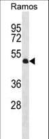 TTL Antibody (aa232-263)