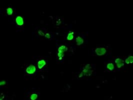 NEUROG1 / NGN1 / Neurogenin 1 Antibody (clone OTI15A7, Carrier-free)